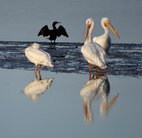 White Pelicans and Commorant - DSC_4601_1A1