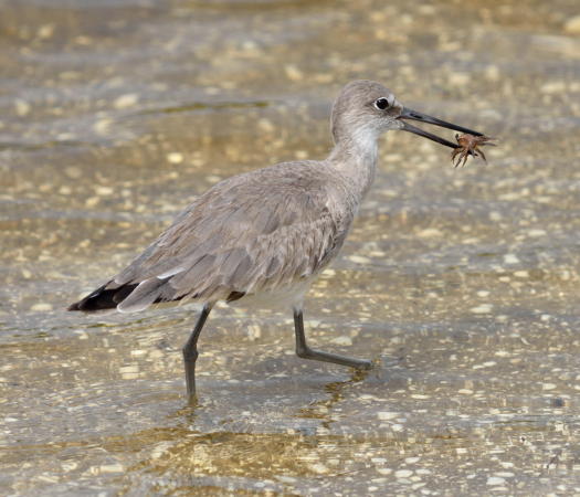 Sandpiper - DSC_8711_1A1