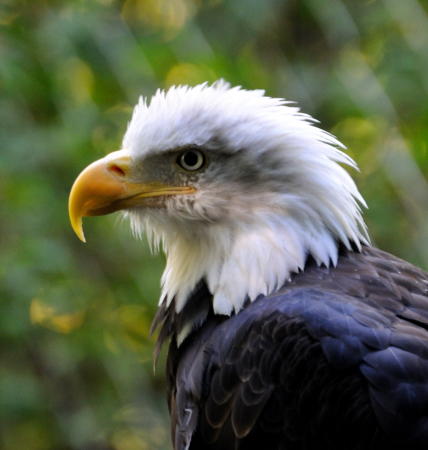 Bald Eagle - DSC_9787A