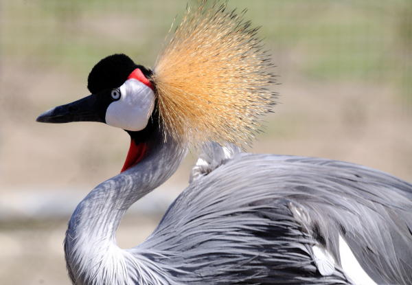 West African Crowned Crane -  DSC_7056A1