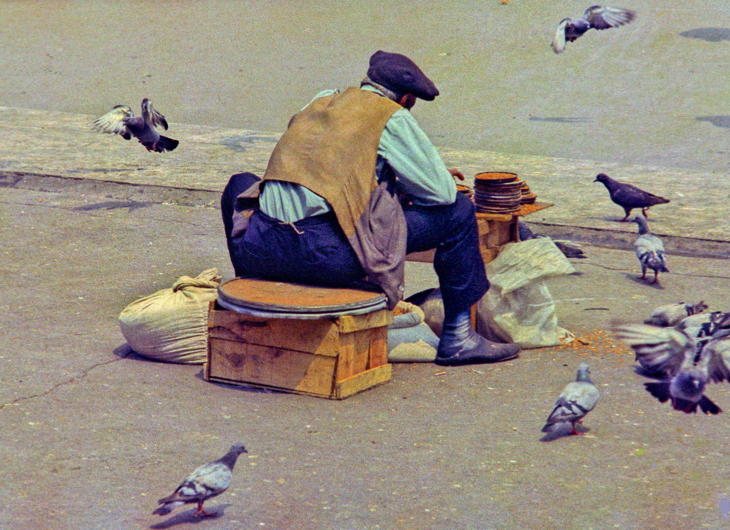 Image_A1157 - The Pigeon Man