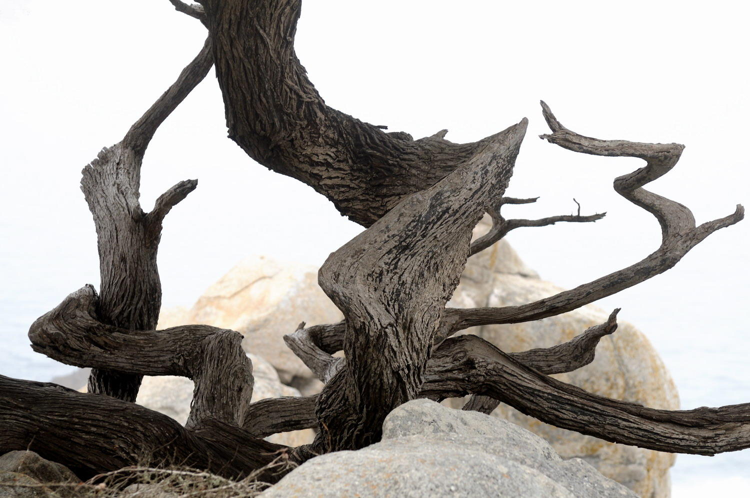 DSC_0354B - Tree and Stones