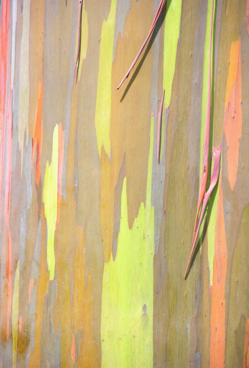 DSCN_1210_1A - Rainbow Eucalyptus Tree Bark