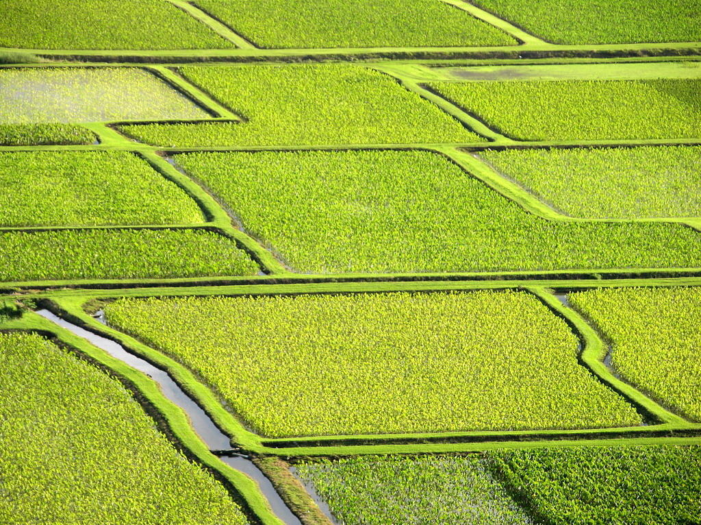 DSCN_3525_1A - Taro Fields, Hanalei, Kauai