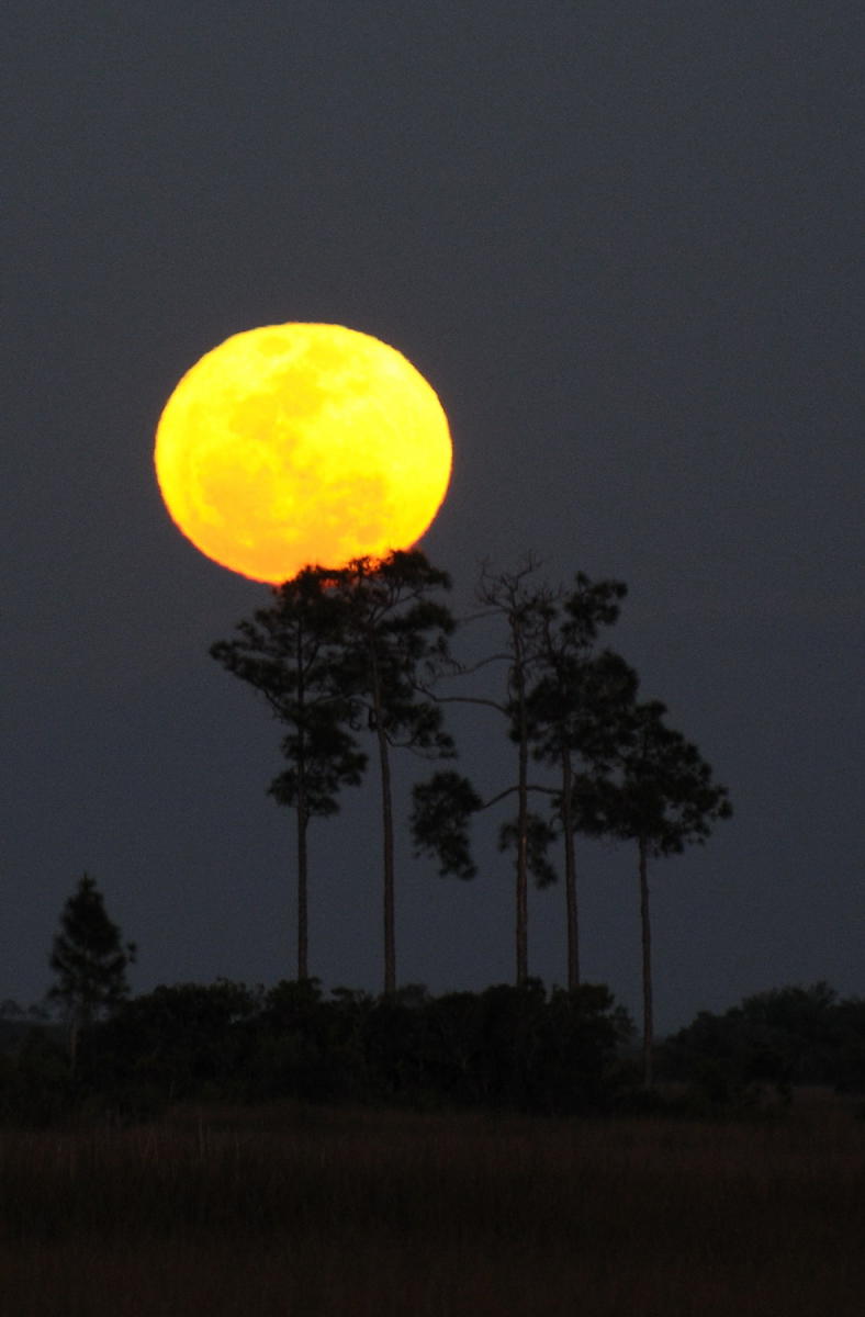 DSC_21633D1 - The Super Moon, Evergldes National Park