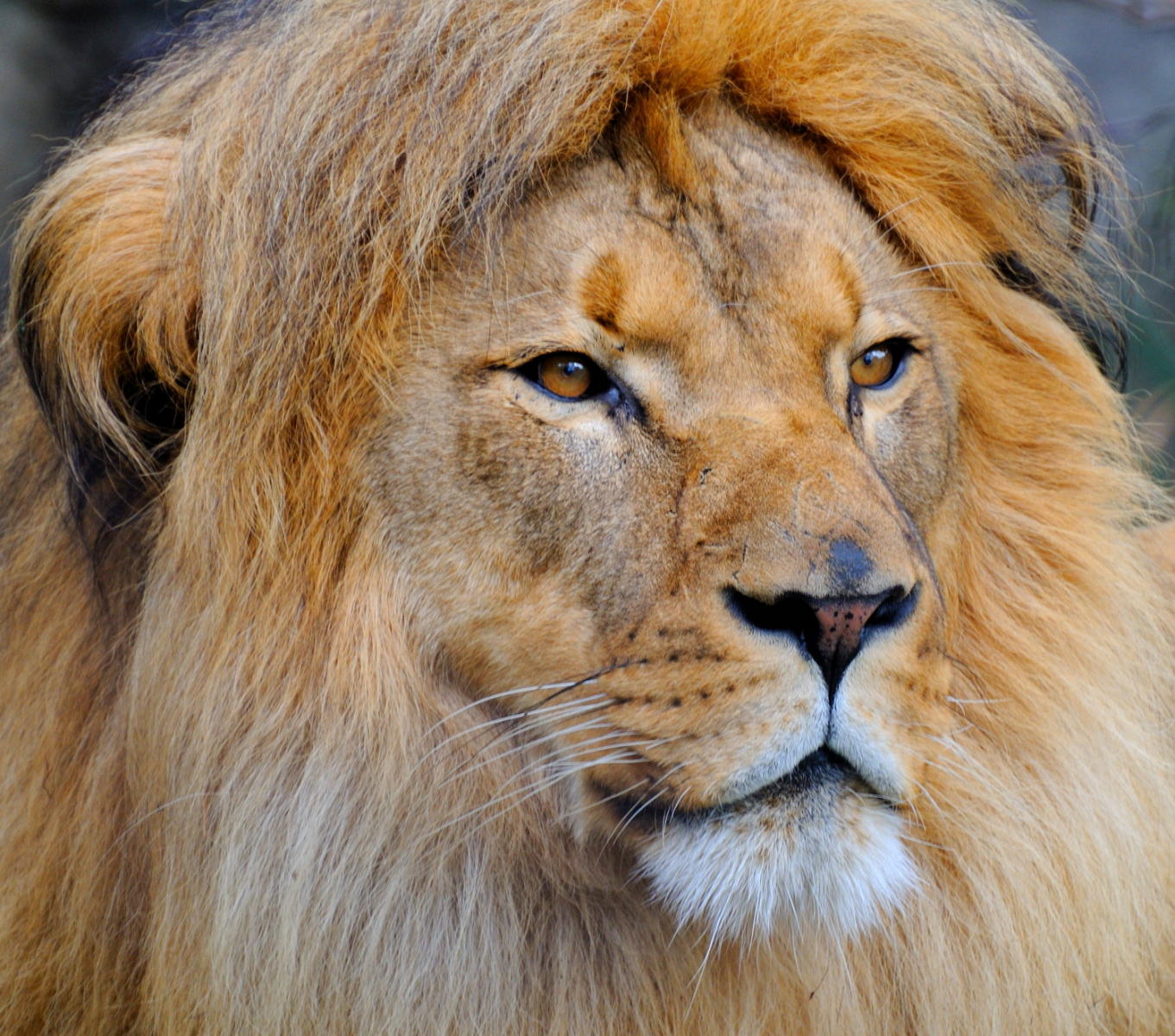 DSC_1528A - Portrait of a Lion