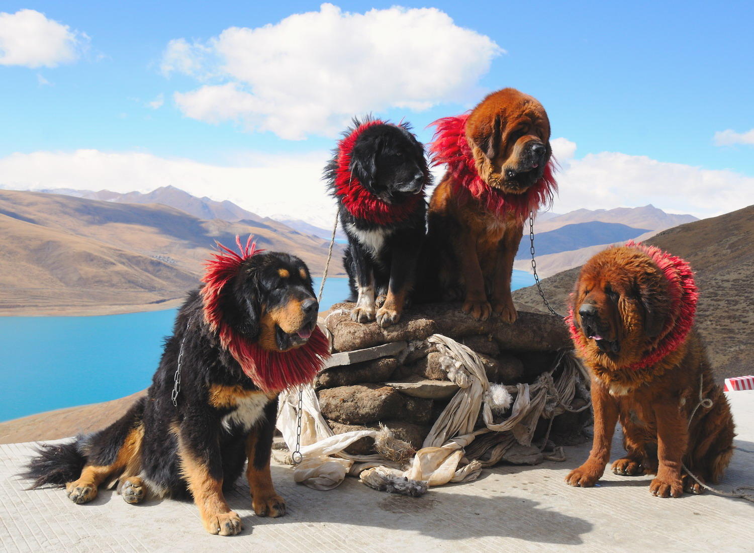 DSC_0805A1 - Tibetan Mastiffs