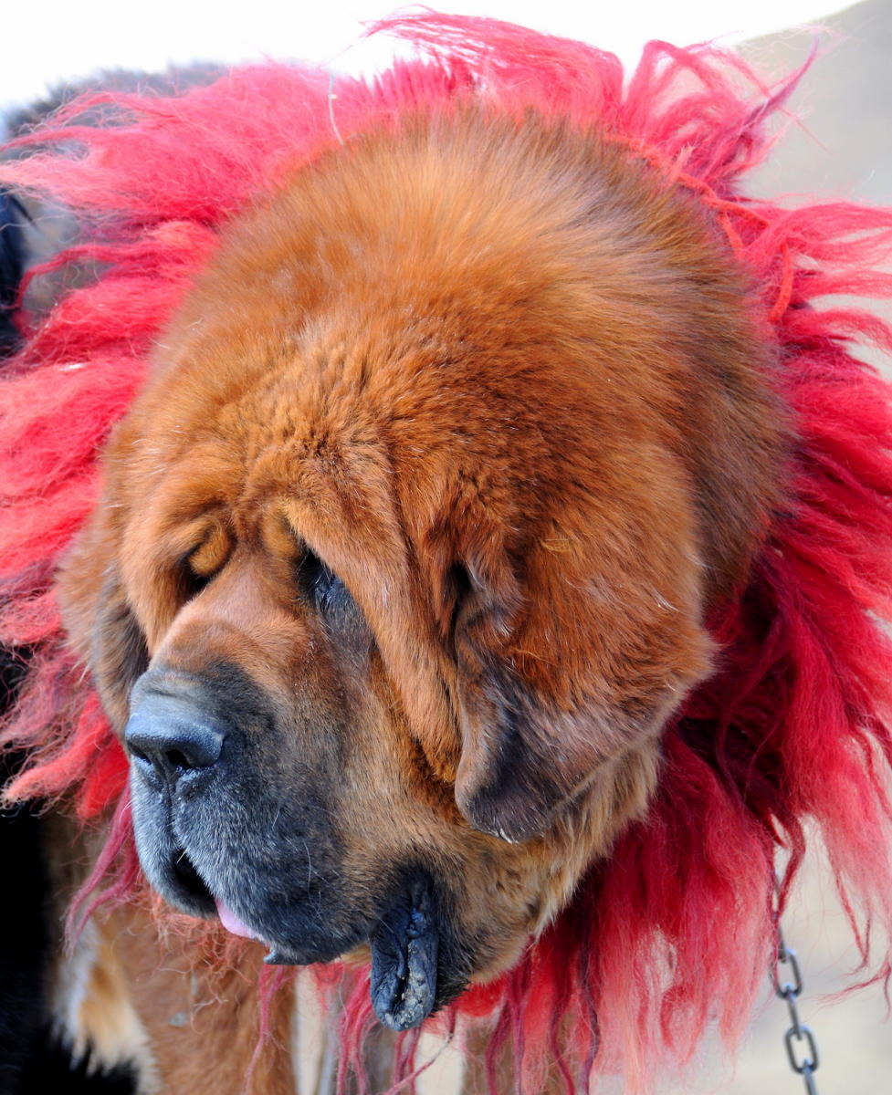 DSC_0811A - Tibetan Mastiff