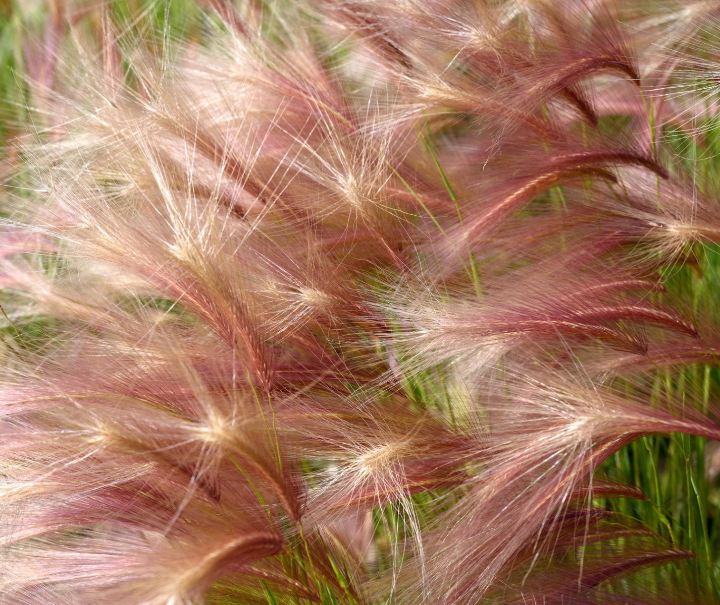 DSC_4699_1A1 - Squirrel-Tail Grass