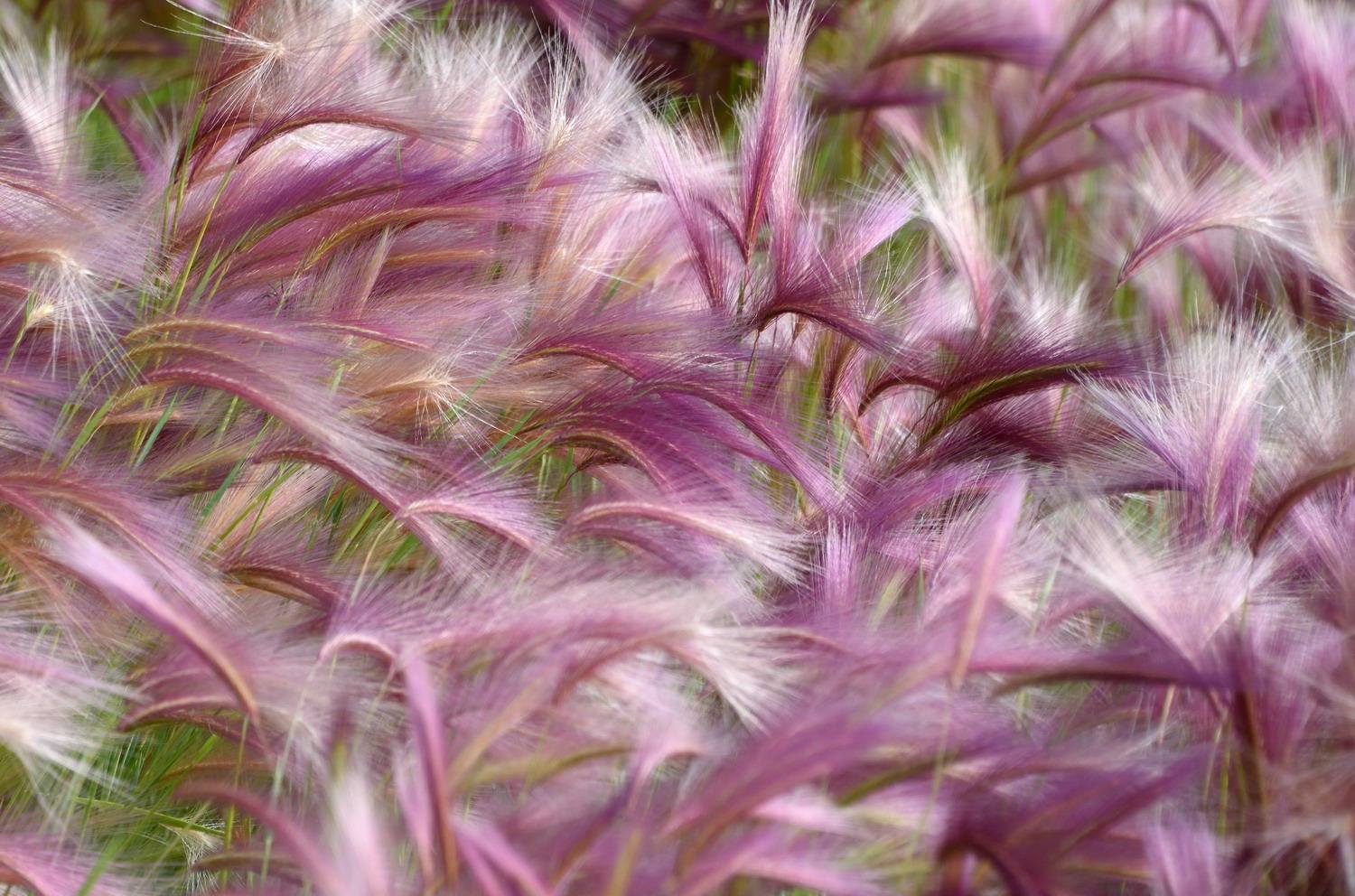 DSC_4708_1A1 - Squirrel-Tail Grass