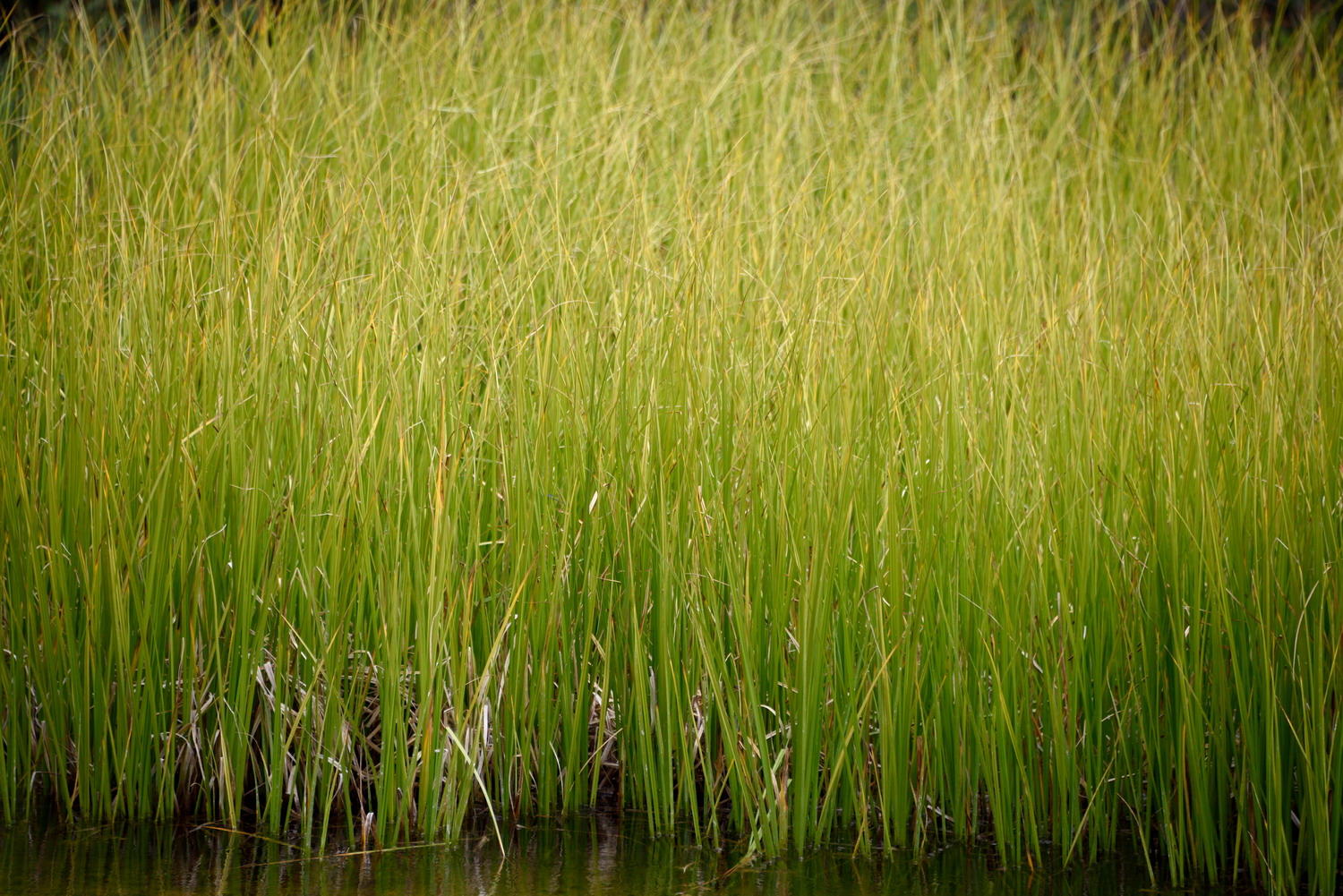 DSC_5443_1A1 - Tundra Pond Grass