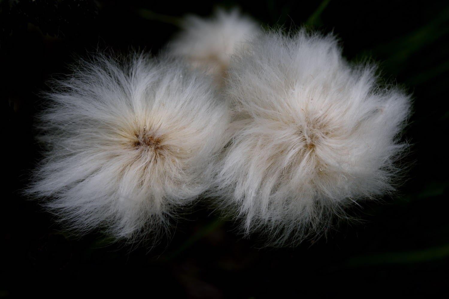 DSC_5456_1A2 - Cotton Grass