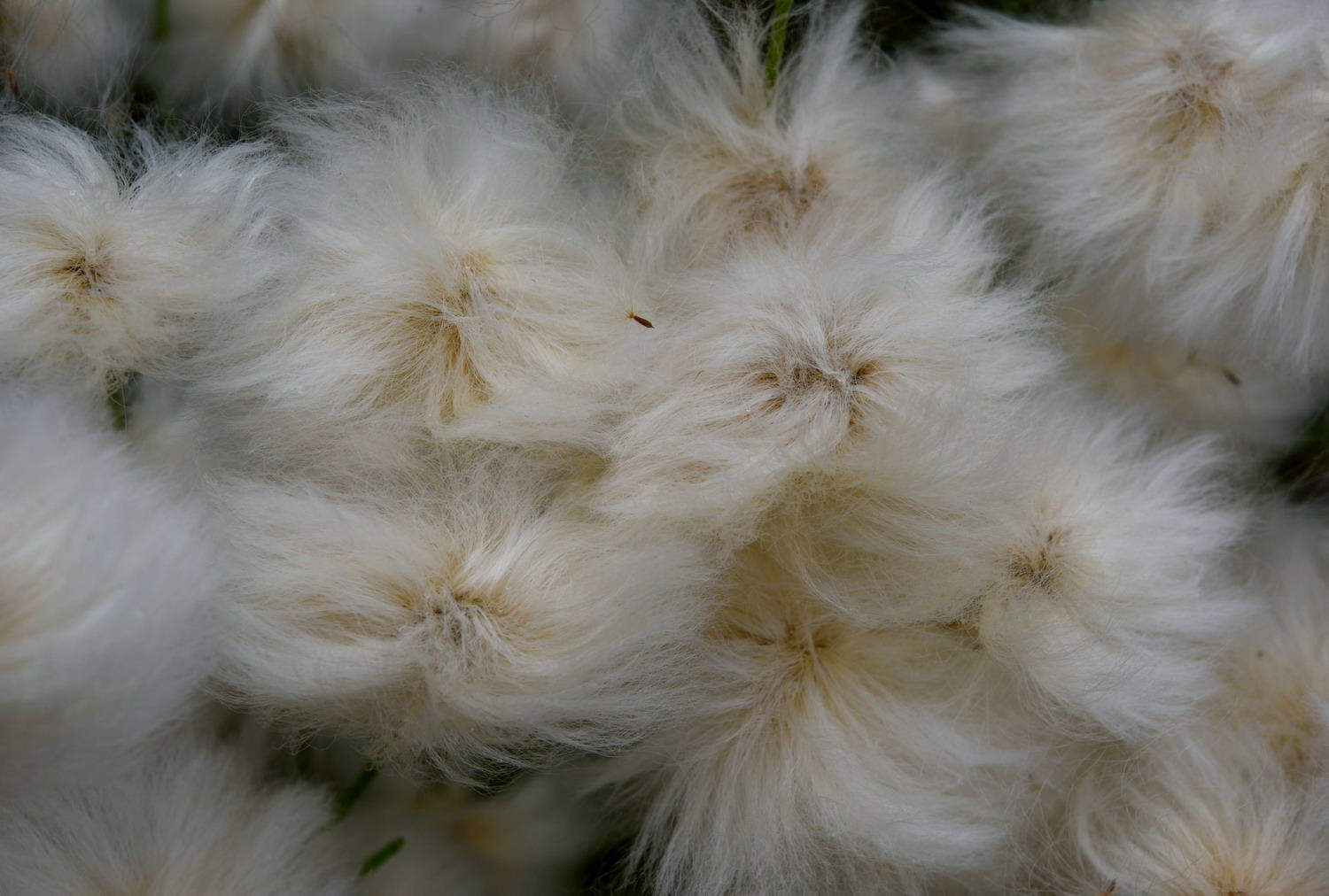 DSC_5460_1A1 - Cotton Grass