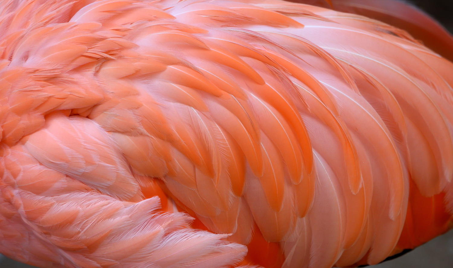 DSC_5984_1A2 - Flamingo Feathers