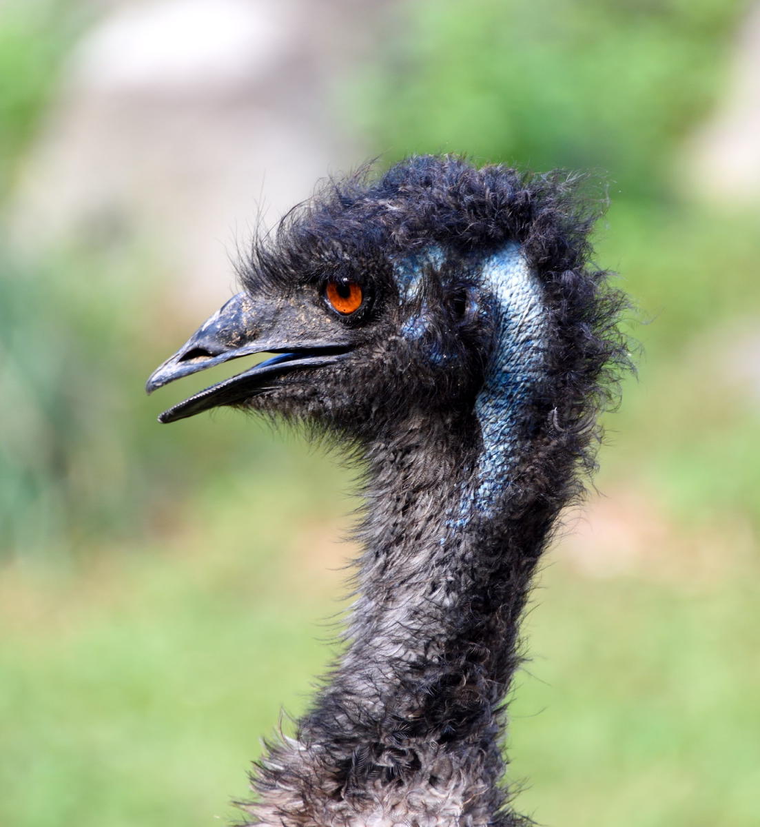 DSC_6112_1A1 - Emu