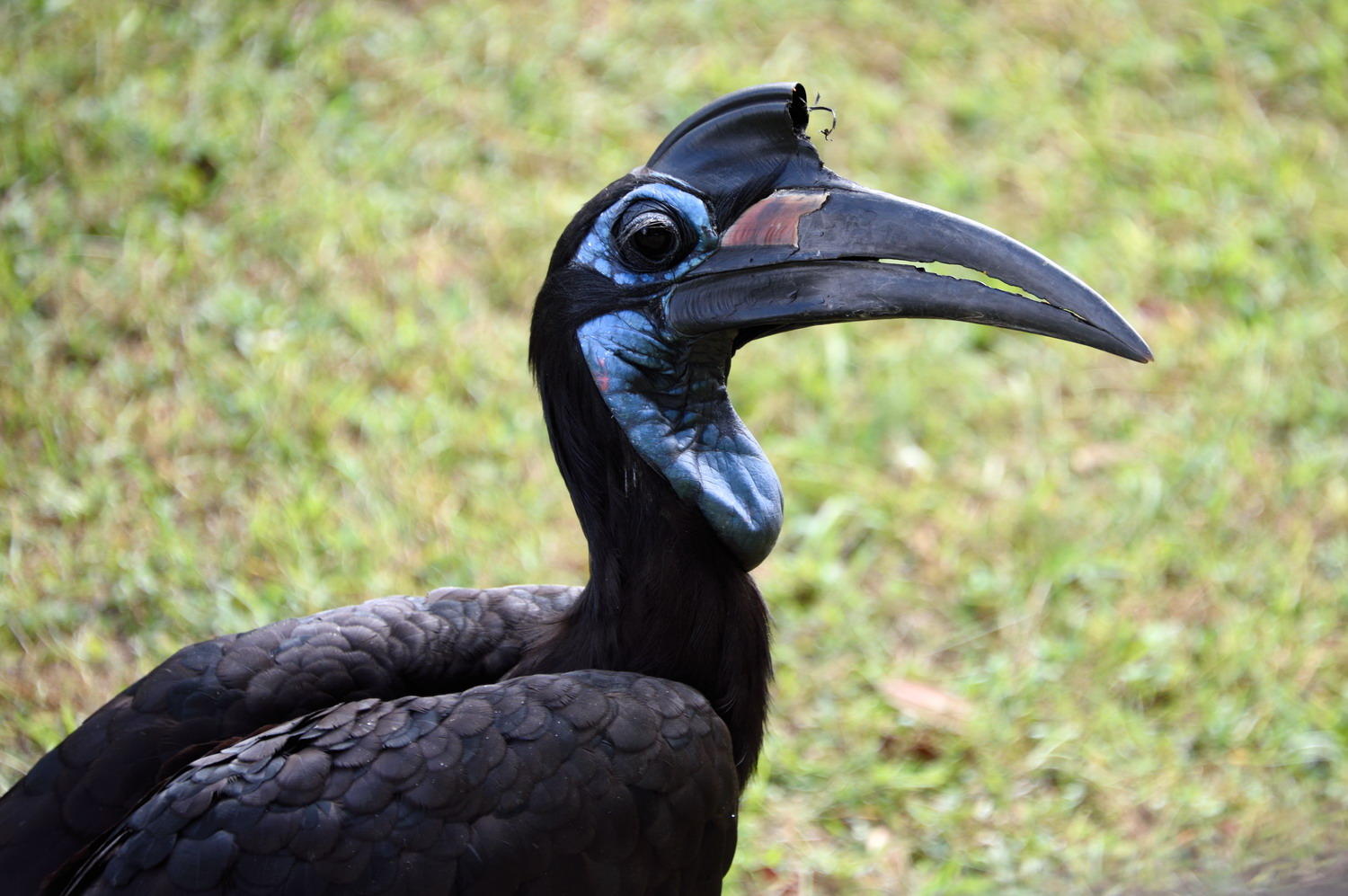 DSC_6209_1A1 - Ground Horn-Bill