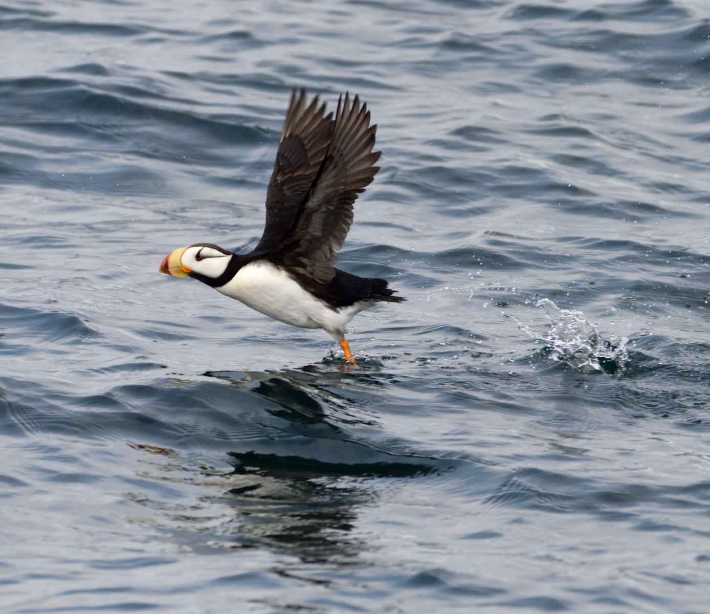 DSC_8262_1A1 - Tufted Puffin