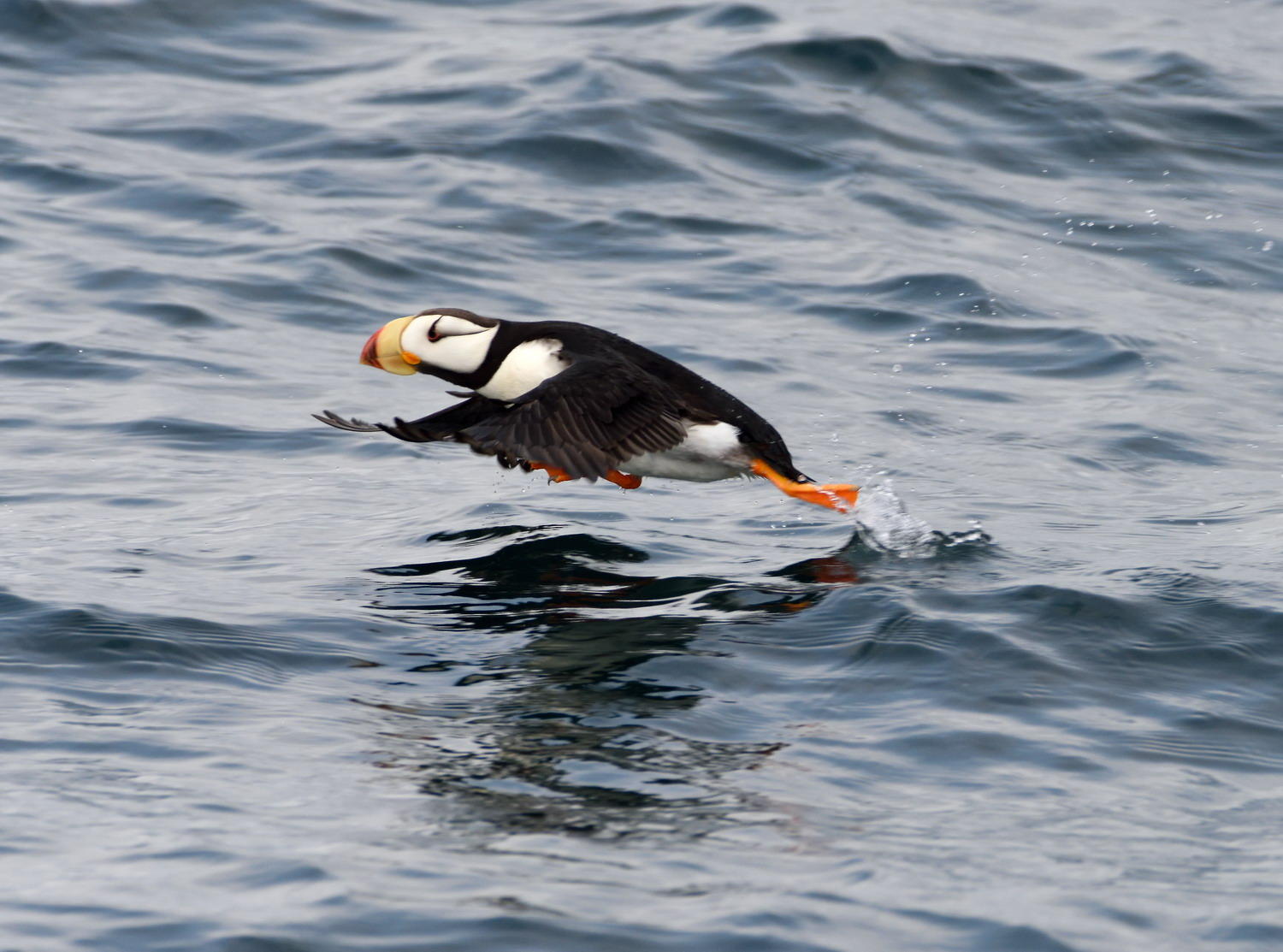 DSC_8263_1A1 - Tufted Puffin