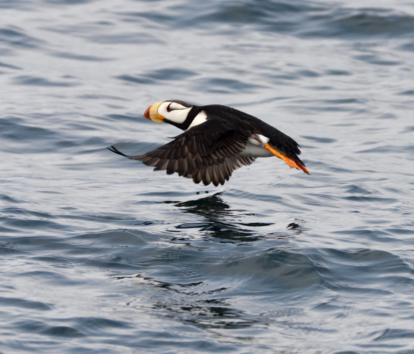 DSC_8266_1A1 - Tufted Puffin