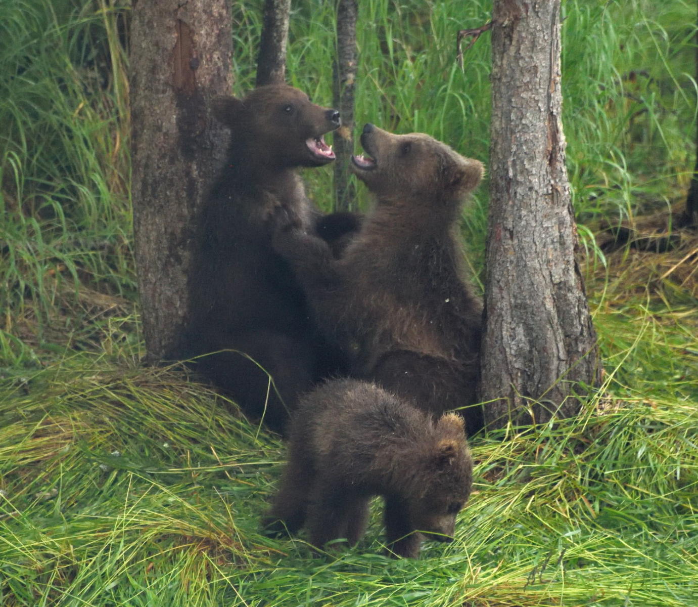 DSC_3462_1A1 - Bear Cubs at Play