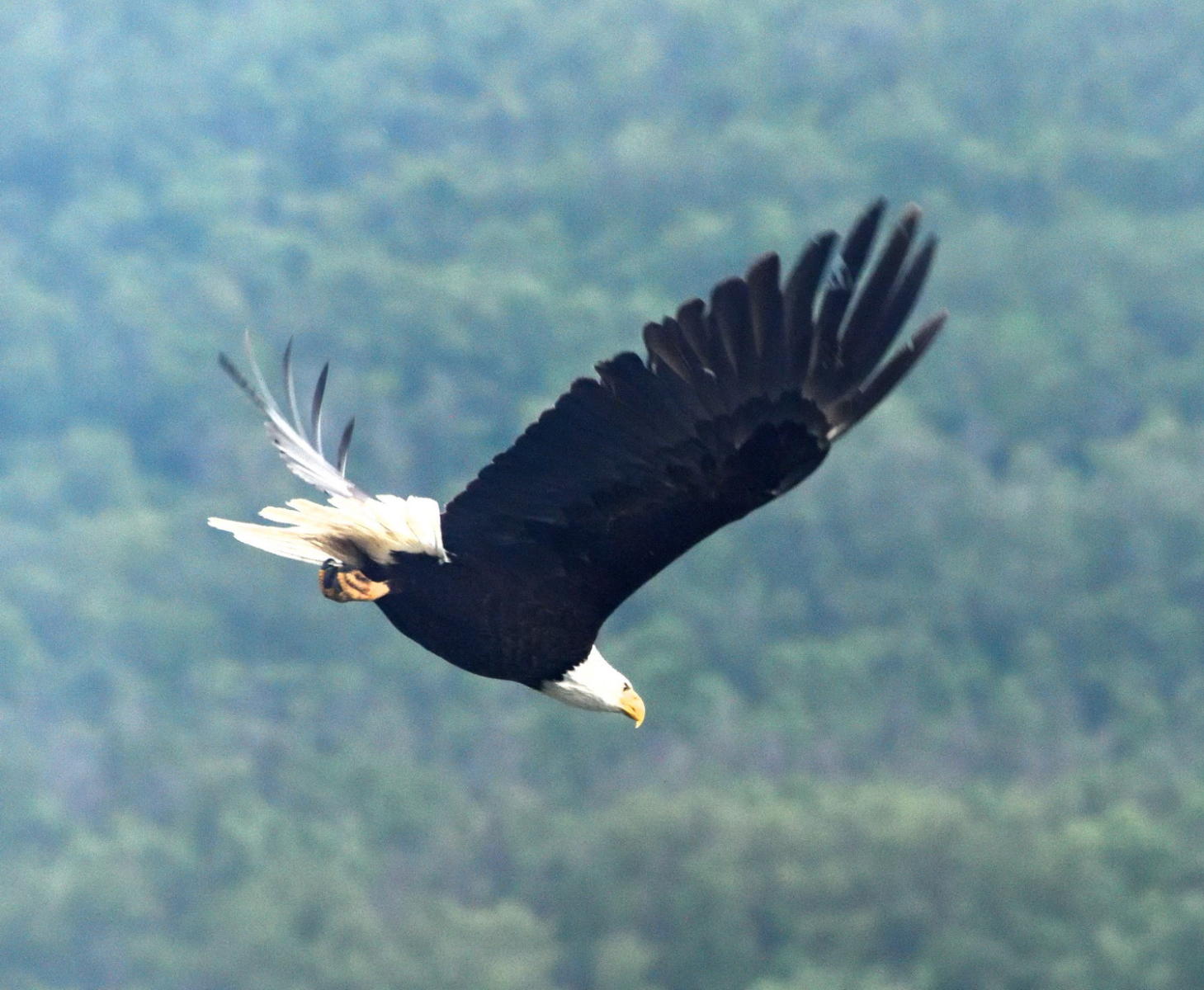 DSC_3504_1A1 - Bald Eagle in Flight