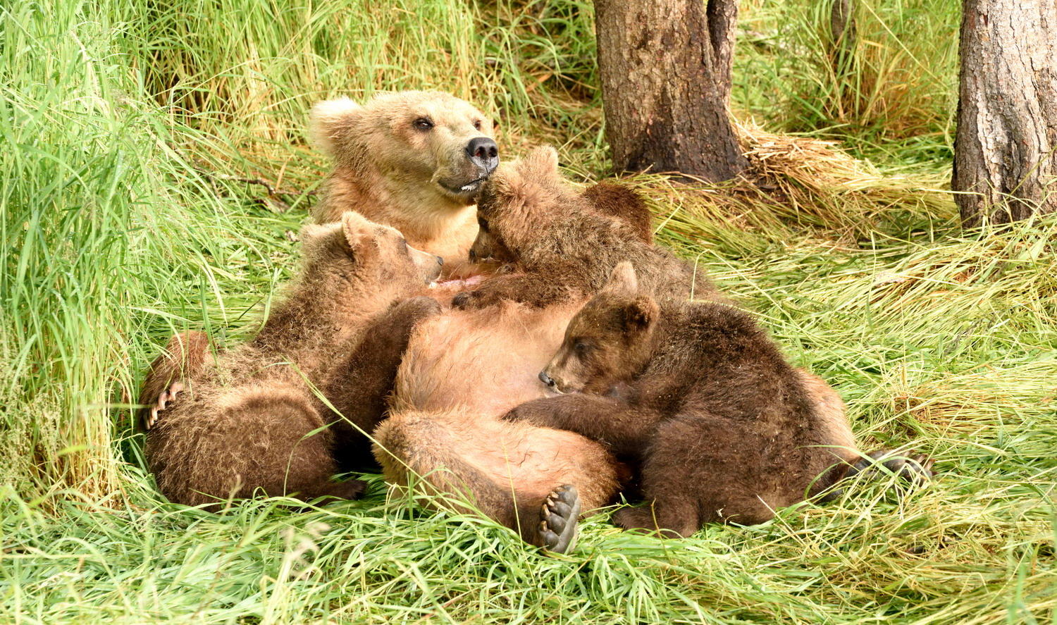 DSC_4110_1A1 - Nursing the Cubs