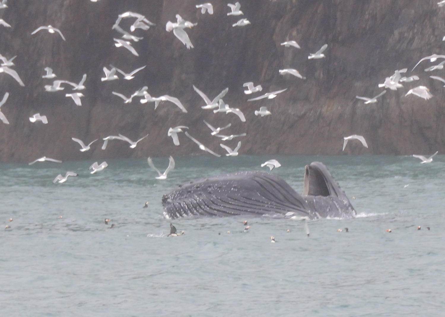DSC_4888_1A1 - Hump Back Whale