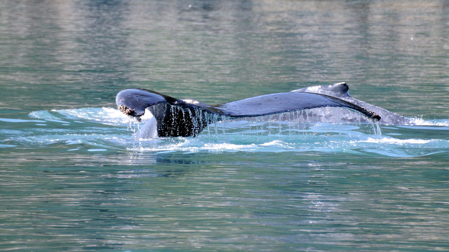 DSC_5393_1A1 - Hump Back Whale Fluke