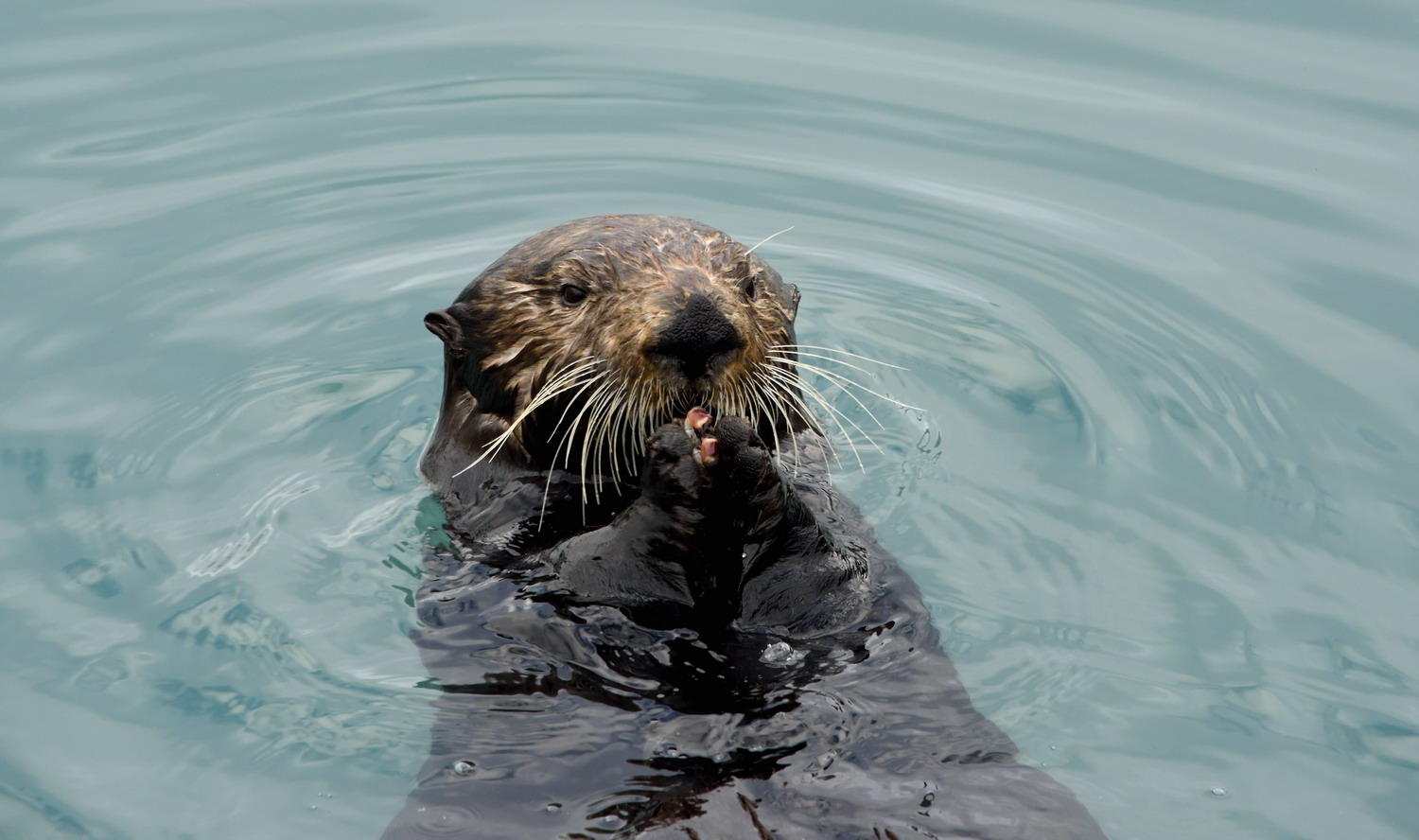 DSC_5627_1A1 - Sea Otter