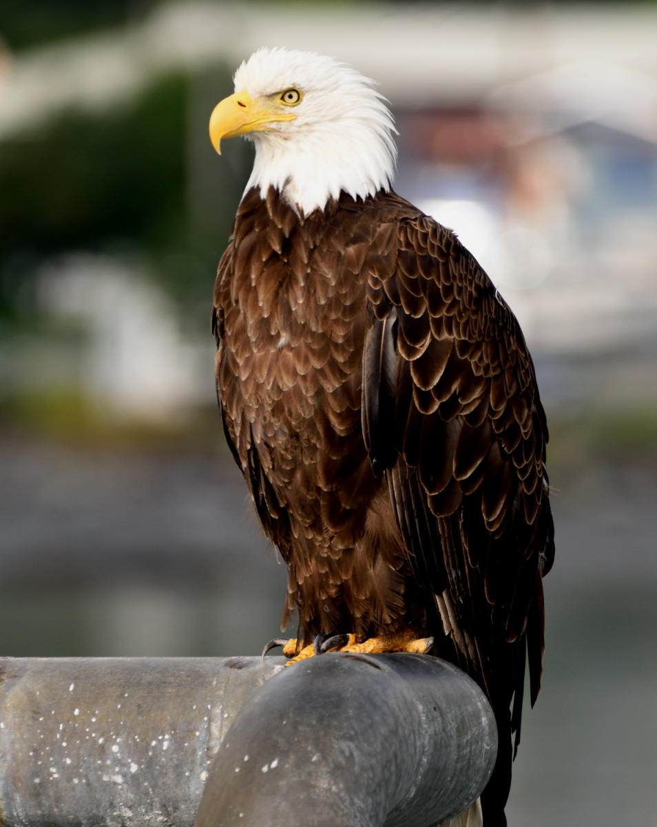 DSC_5646_1A1 - Bald Eagle