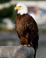 © 2021 Gerald E Bowers. All rights reserved.