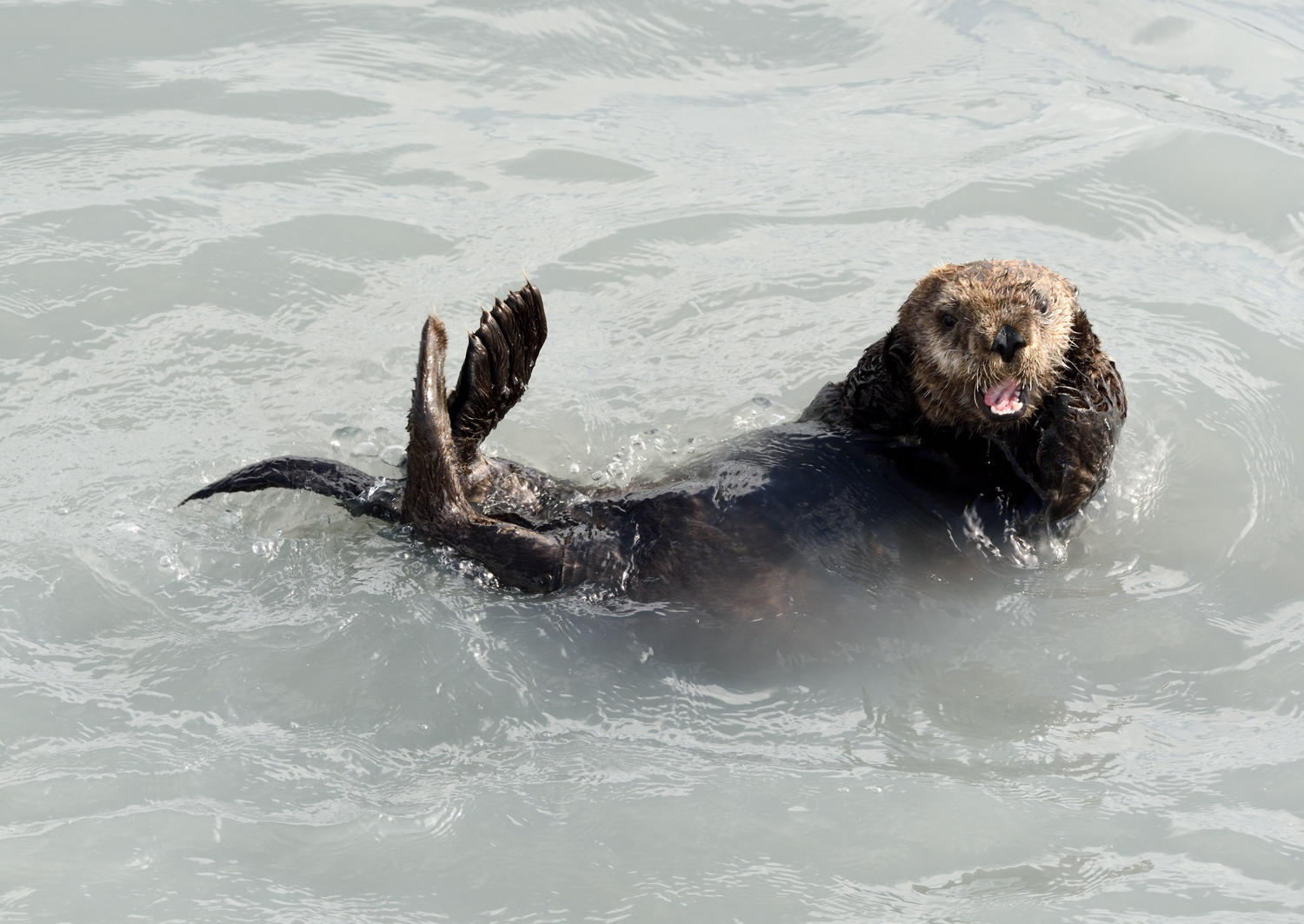 DSC_5731_1A1 - Sea Otter