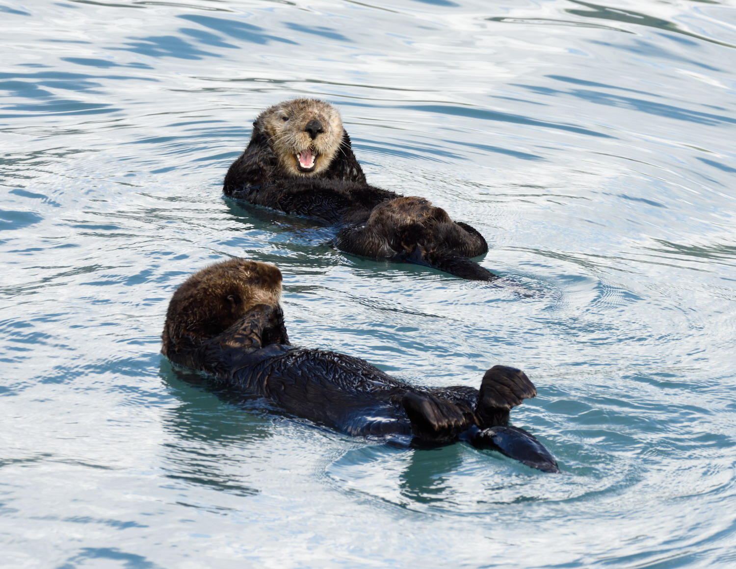 DSC_5801_1A1 - Sea Otters