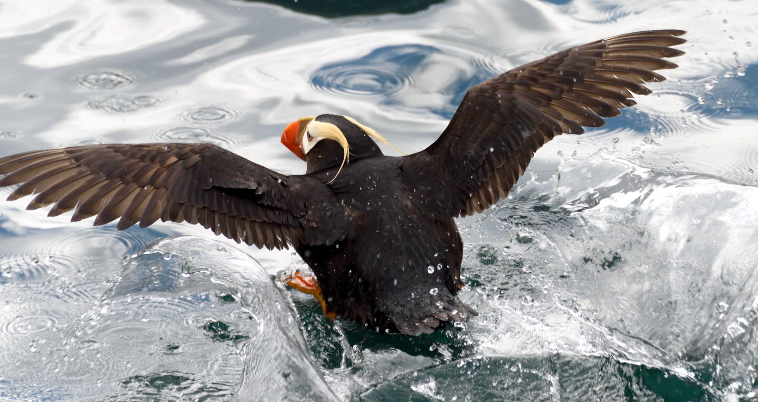 DSC_5935_1A1 - Horned Puffin