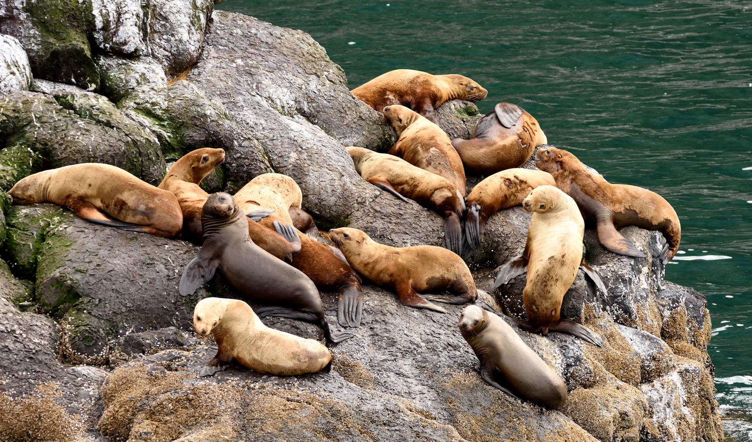 DSC_5999_1A1 - Steller Sea Lions