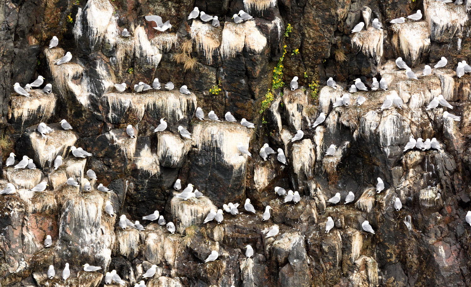 DSC_6144_1A1 - The Rookery