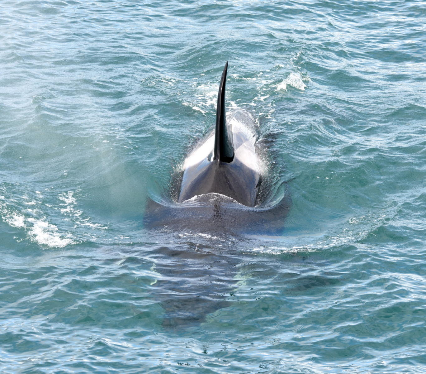 DSC_6250_1A1 - Orca Whale