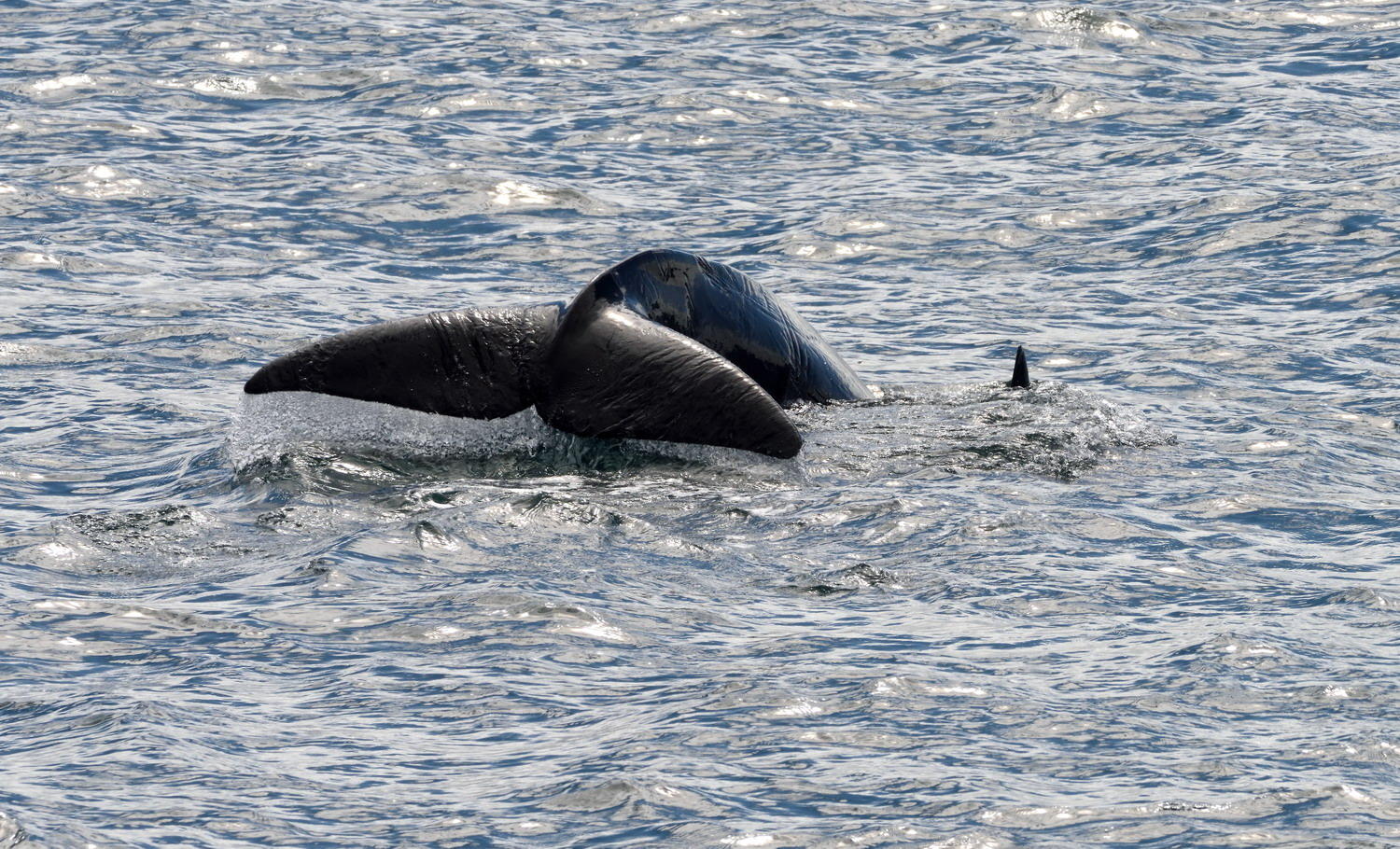 DSC_6283_1A1 - Hump Back Whale Fluke