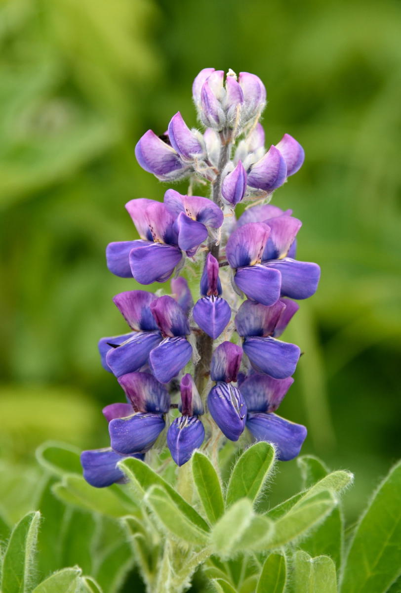 DSC_6723_1A1 - Lupine