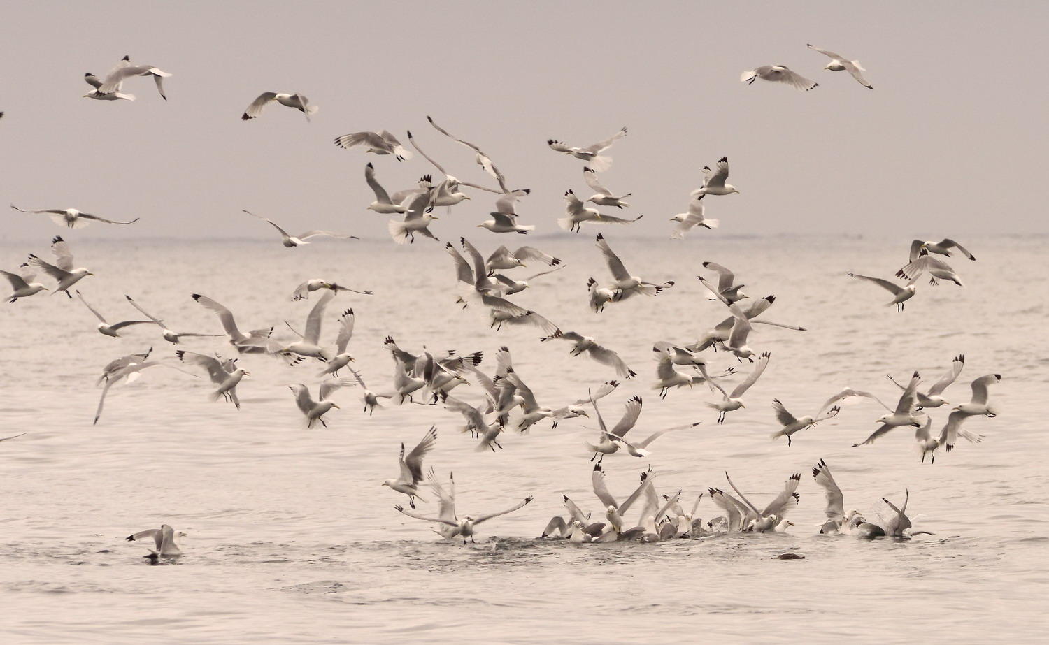 DSC_7276_1A1 - Feeding Frenzy