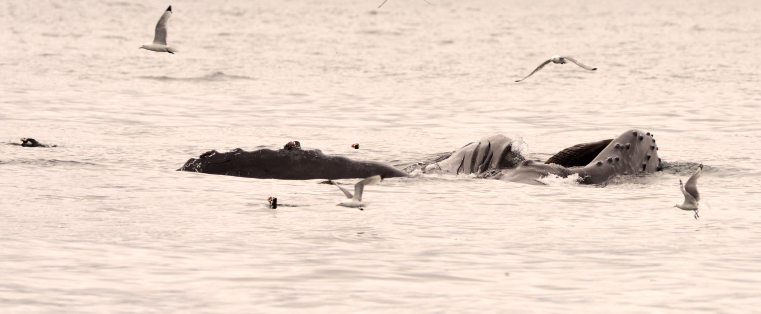 DSC_7281_1A1 - Hump Back Whale
