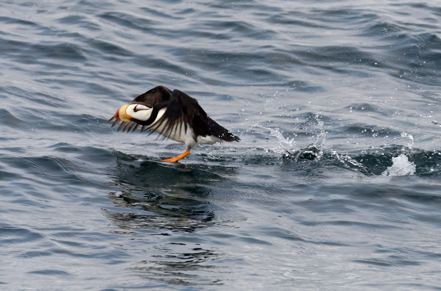 DSC_8261_1A1 - Horned Puffin