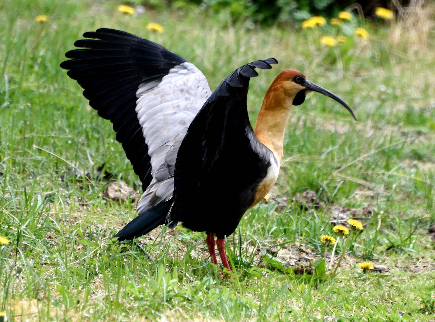 DSC_9592_1A1 - Buff-Necked Ibis