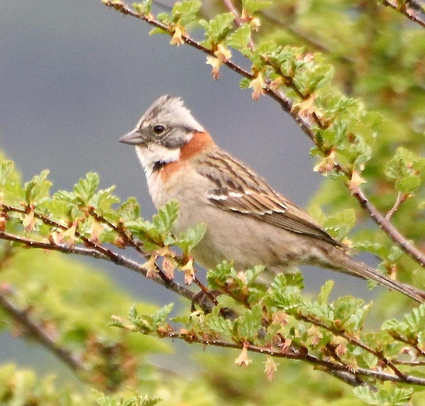 DSC_9614_1A1 - Rufous Collared Sparrow