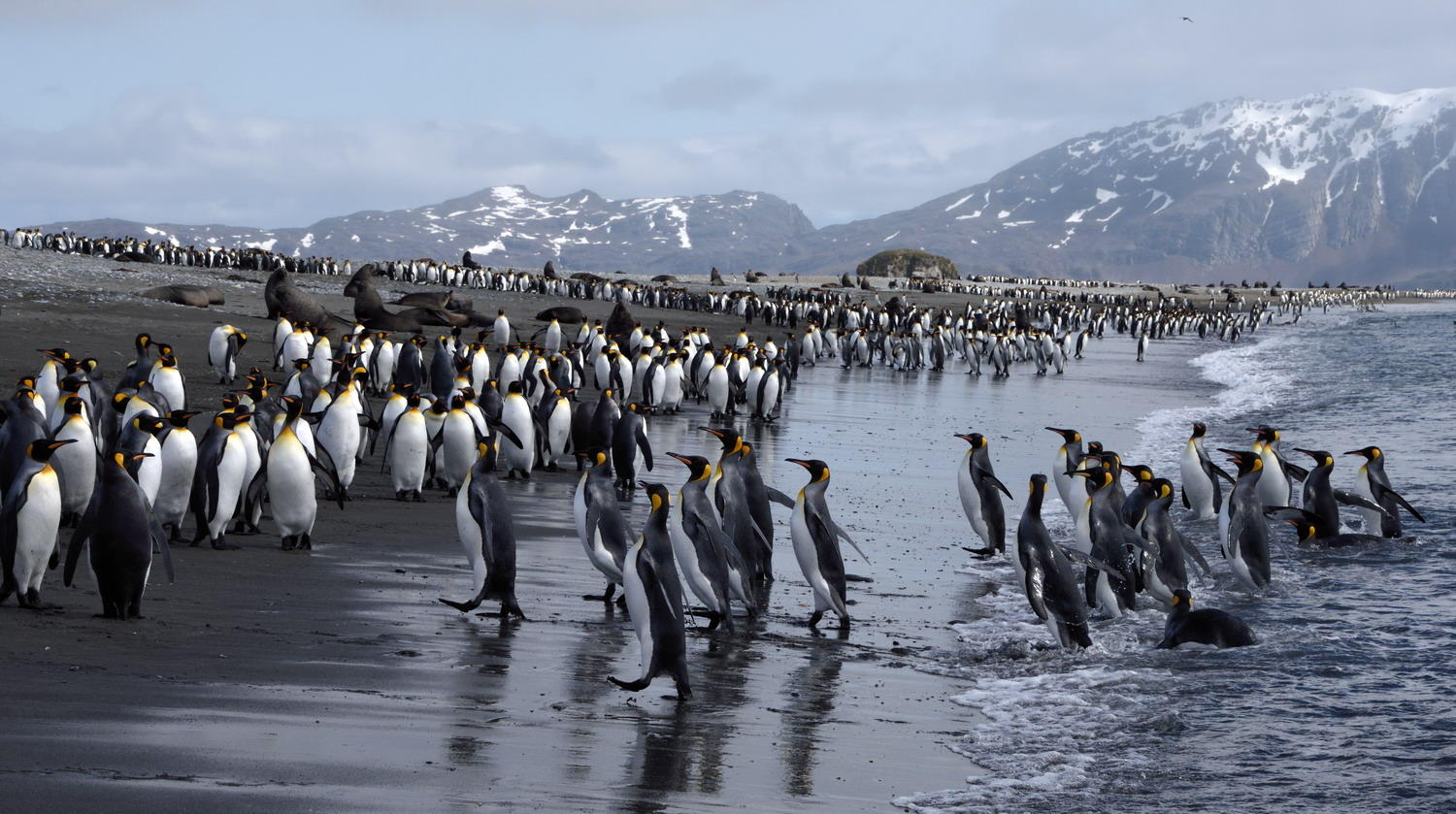 DSC_0230_1A1 - King Penguins (Salisbury Plain)