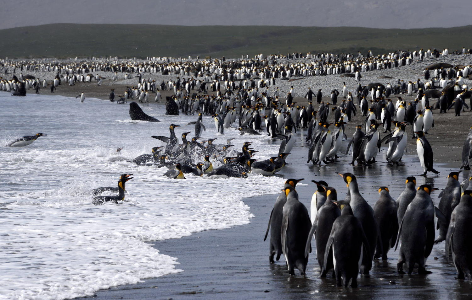 DSC_0260_1A1 - King Penguins (Salisbury Plain)