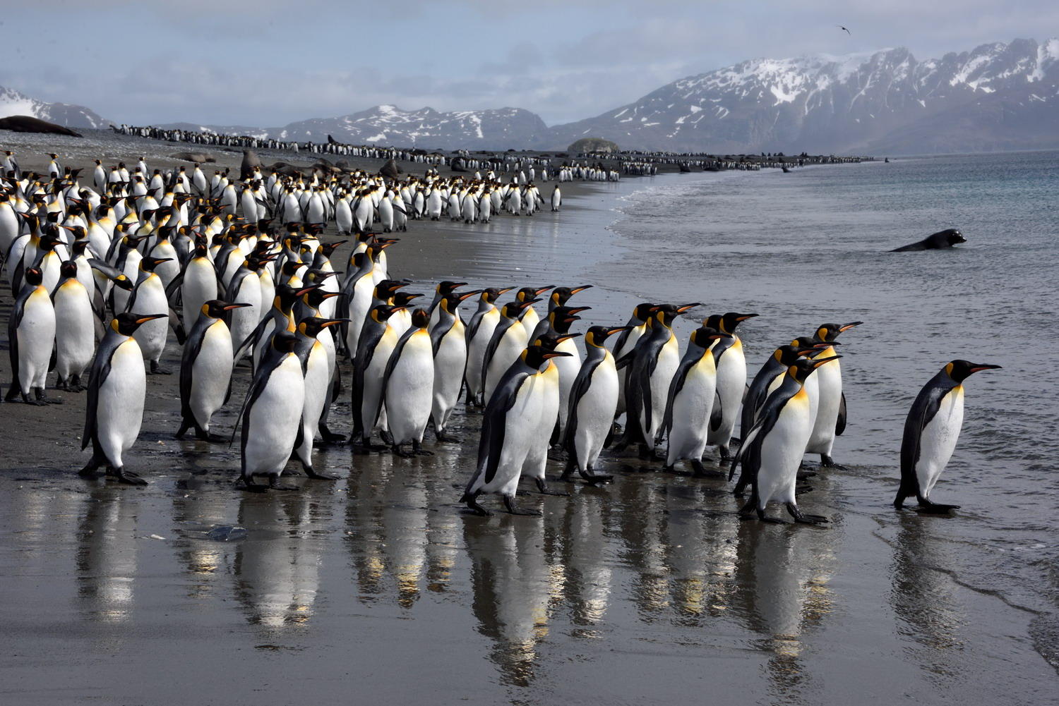 DSC_0277_1A1 - Checking the Water (Salisbury Plain)