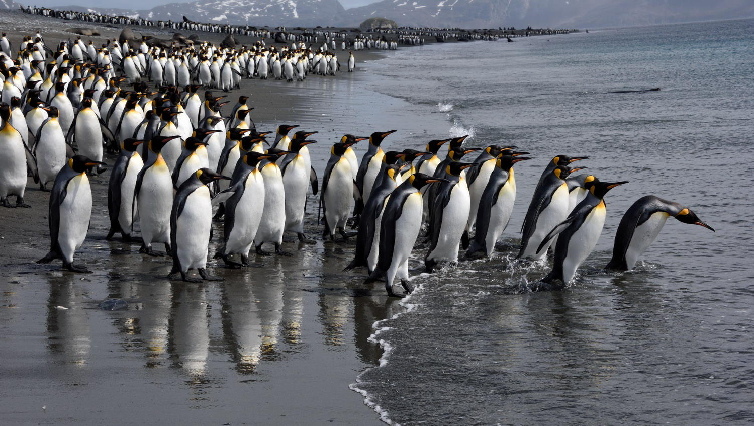 DSC_0282_1A1 - Needs a Closer Look (Salisbury Plain)