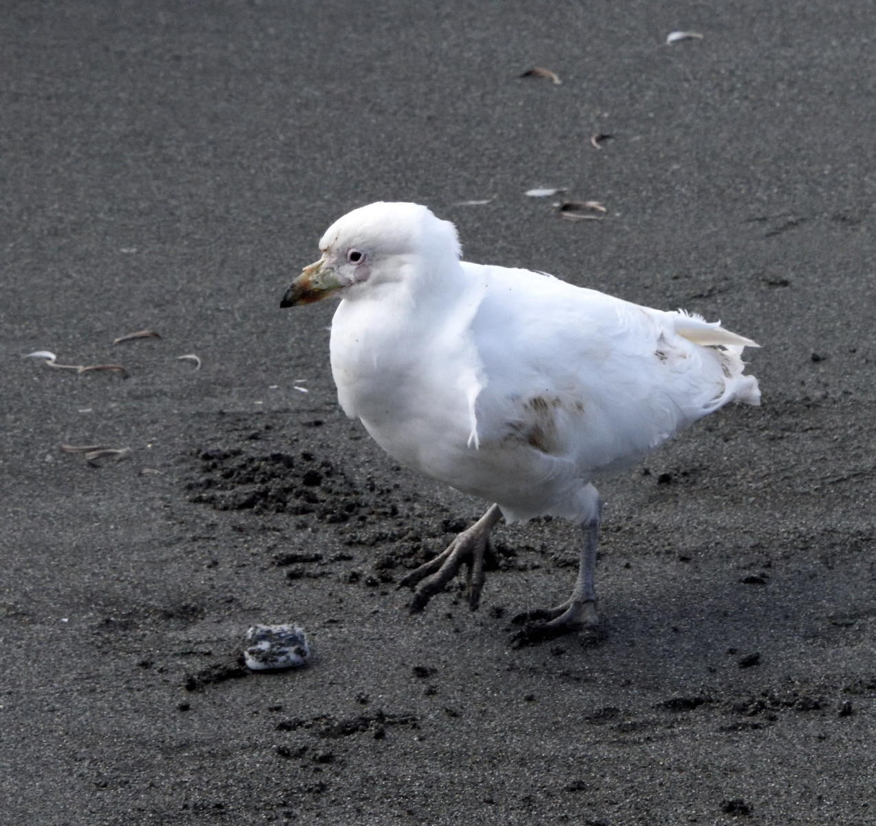 DSC_0413_1A1 - Snow Petral