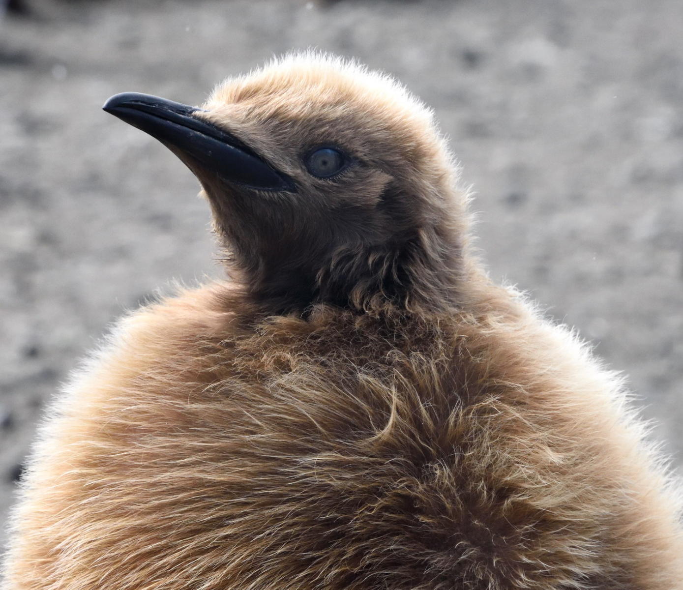 DSC_0658_1A1 - King Penguin Chick